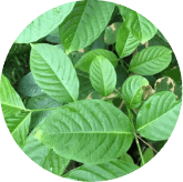 phytomomone-ingrident-3