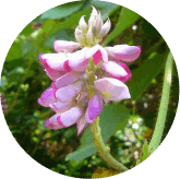 phytomomone-ingrident-4